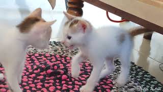 Baby Kittens are on Attacking Mood || Nitin Nutun by Nitin Nutun 55 views 2 years ago 3 minutes, 51 seconds