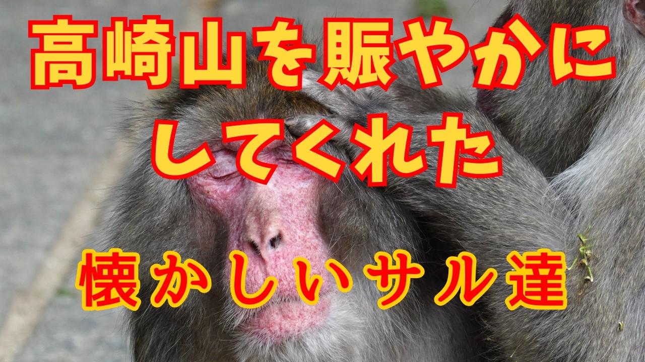 高崎山を賑やかにしてくれた懐かしいサル達 【高崎山自然動物園 モンキーパーク】