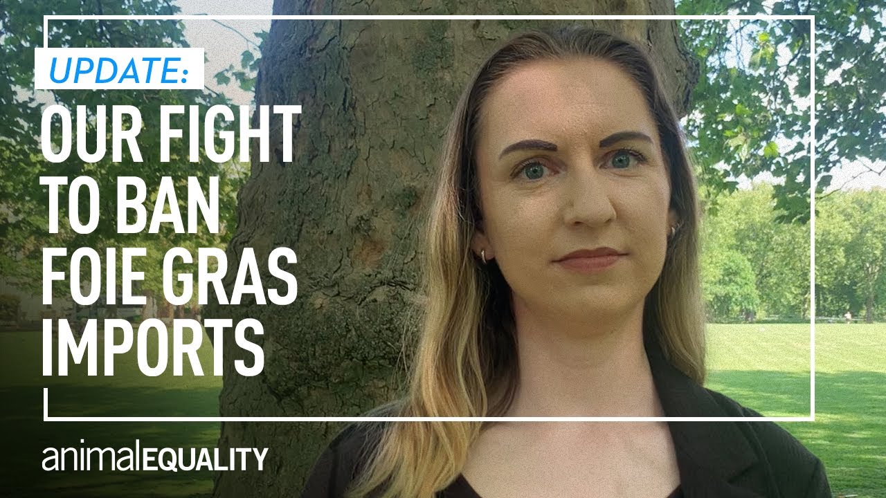 Update Our Fight To Ban Foie Gras YouTube
