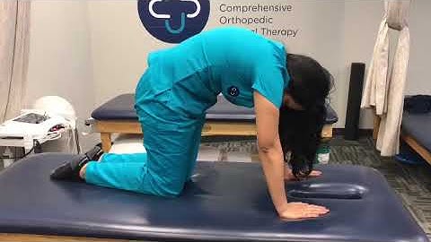 COPT Videos: Cat Camel