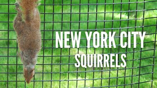 New  York City Central Park Squirrels