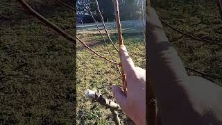 #almanya #kış #bahçe #fyp #aşi #yapmak #bahçıvanlık