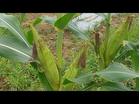 Video: Bilakah jagung sloughhouse siap?