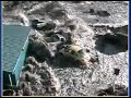 Tsunami Strikes Parking Lot in American Samoa