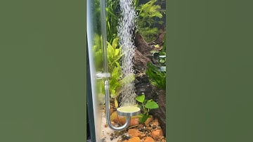 Testing out this DIY CO2 kit for my dirted aquarium! #freshwateraquarium