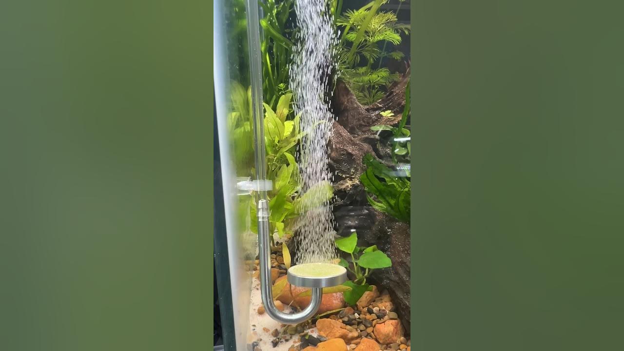 Testing out this DIY CO2 kit for my dirted aquarium! #freshwateraquarium Testing out this DIY CO2 kit for my dirted aquarium! #freshwateraquarium