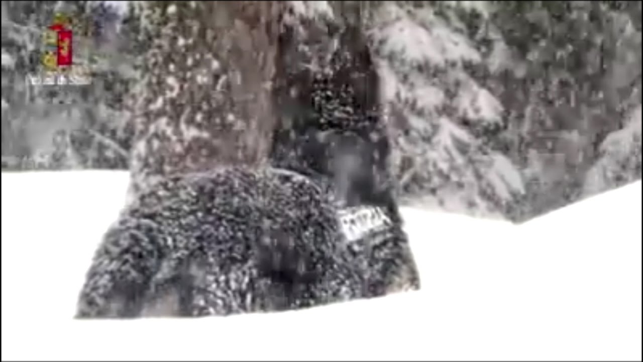 Trento, l'addestramento dei cani nella ricerca di persone sotto la neve