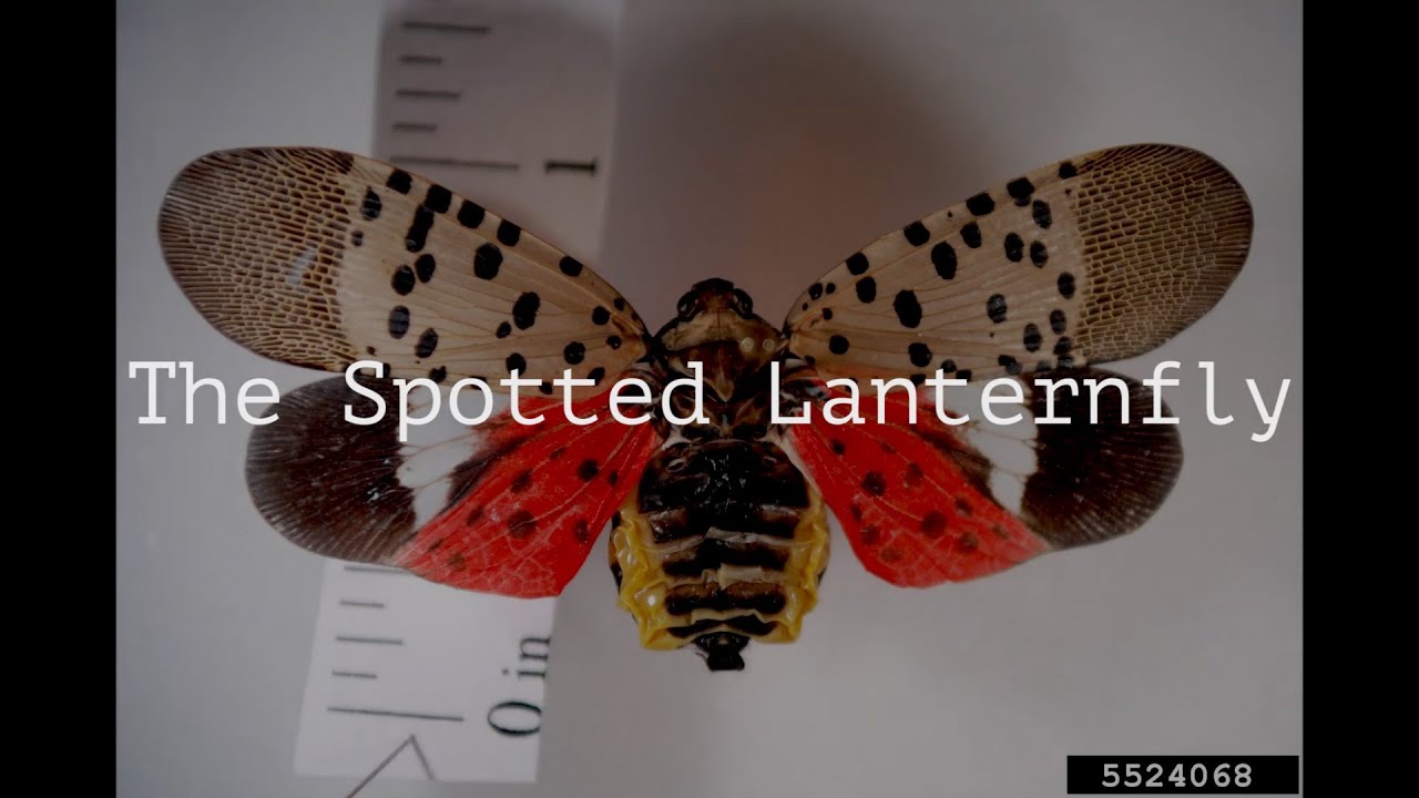 Build a Spotted Lantern Fly Trap