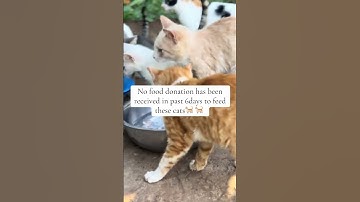 No food donations in 6days don’t ignore us please. Link in bio to donate 😭😭😭🙏🐈