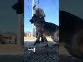Ayudando a perro temeroso a navegar y gestionar sus miedos. Casper’s Camp Hope Dog Training