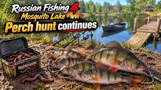 Russian Fishing 4, Mosquito Lake, Perch Hunt Continues  | 10-1-26
