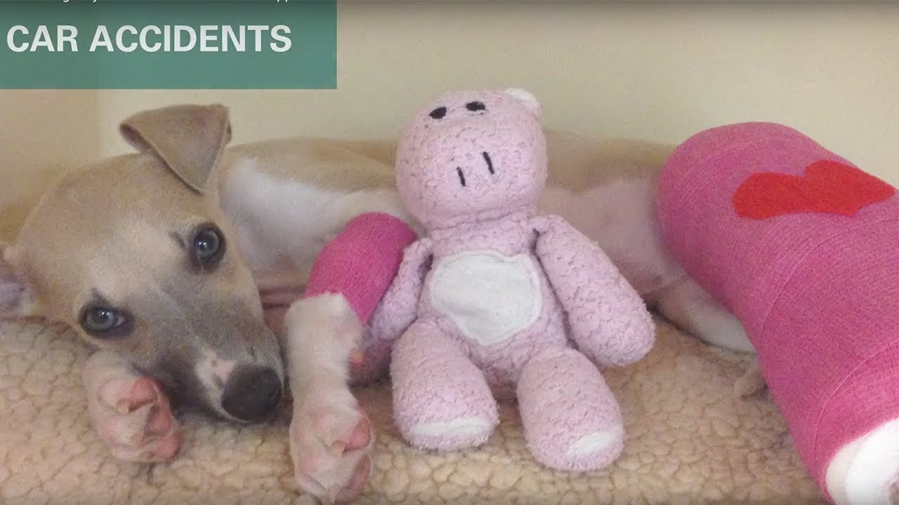 Animal Emergency Service Tanawha - What happens behind the scenes