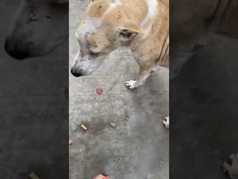 Video: Apakah marigold aman untuk anjing?