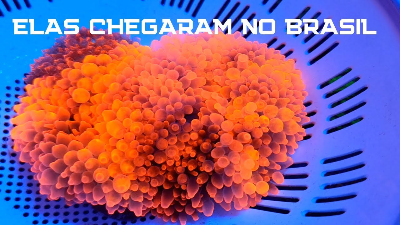 Anêmonas BBT realmente incríveis