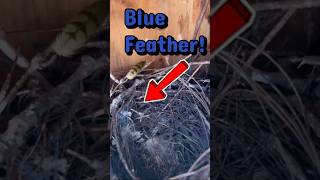 Bird Box Cleanout #thetoolpulse #diy   #tools4life #picquic