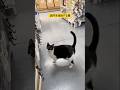 店内を巡回する猫のアフレコ #shorts