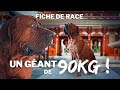 Tosa inu  un gant de 90kg   fiche de race