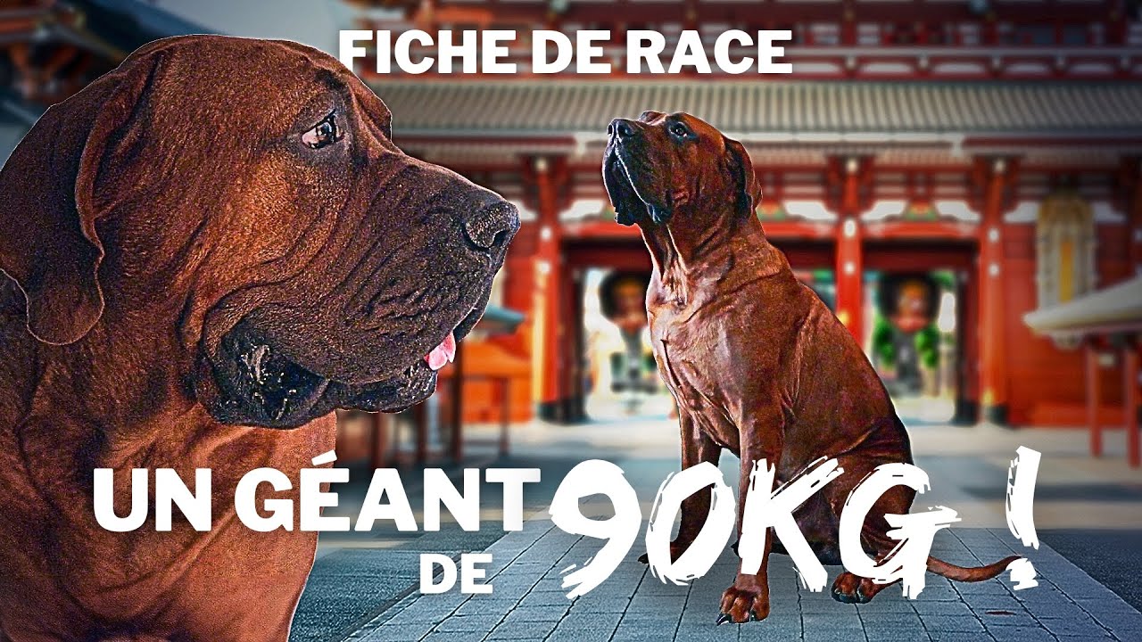 TOSA INU : un GÉANT de 90kg ! - FICHE DE RACE