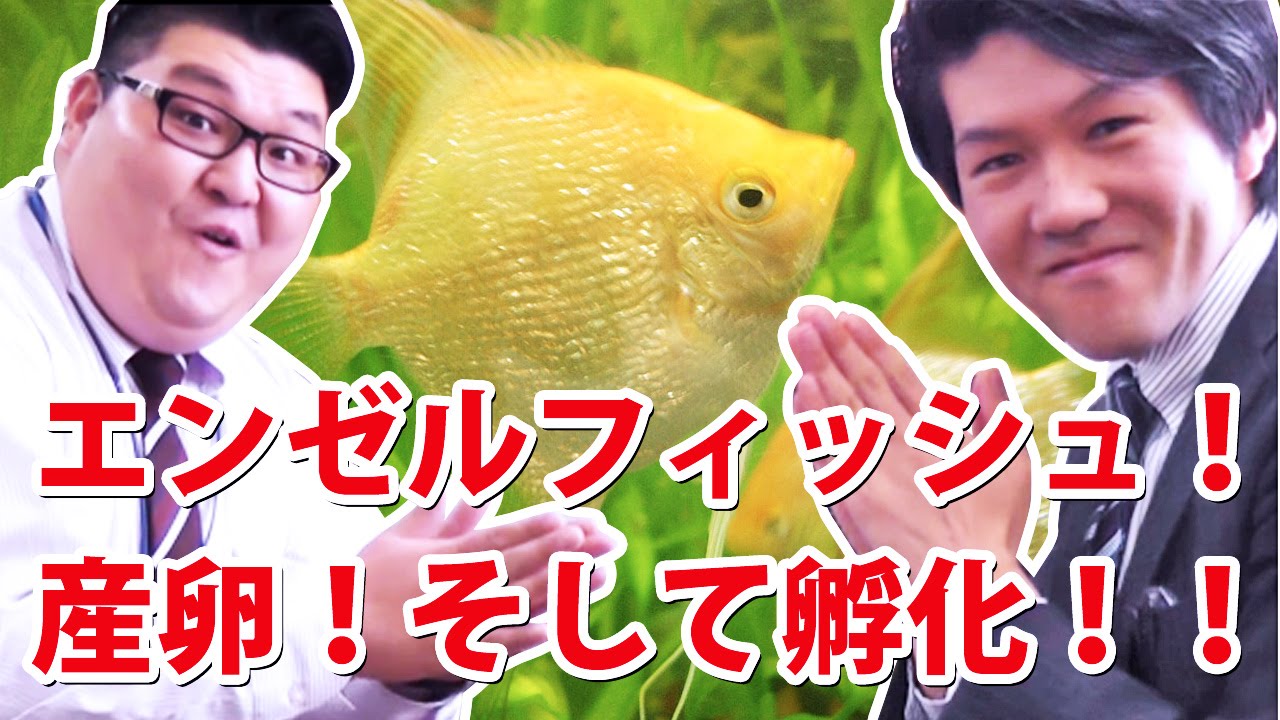 エンゼルフィッシュが卵を産みました 個別指導ブループラネット Kid Sプログラミングラボ Youtube