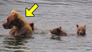 Mother Bear Leaves Exhausted Cubs to Drown, but Watch What Happens Then by The Animal Gaze 1,863 views 13 days ago 21 minutes