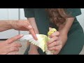How To Clip Your Parrot