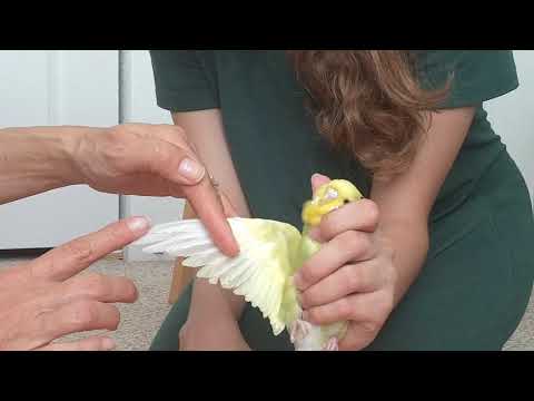 How To Clip Your Parrot's Wings Safely