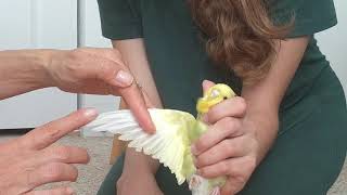 How To Clip Your Parrot's Wings Safely