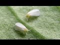 How To Build A Simple White Fly Trap And Identify White Flies