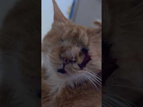 Dal Kong The Eyeless Cat Sheds Tears Of Blood 