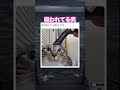 掃除機嫌いじゃない子めずらし #shorts#tiktok#Twitter#おもしろ#お笑い#おすすめ#猫 #面白い#おもしろ動画#爆笑#バズれ