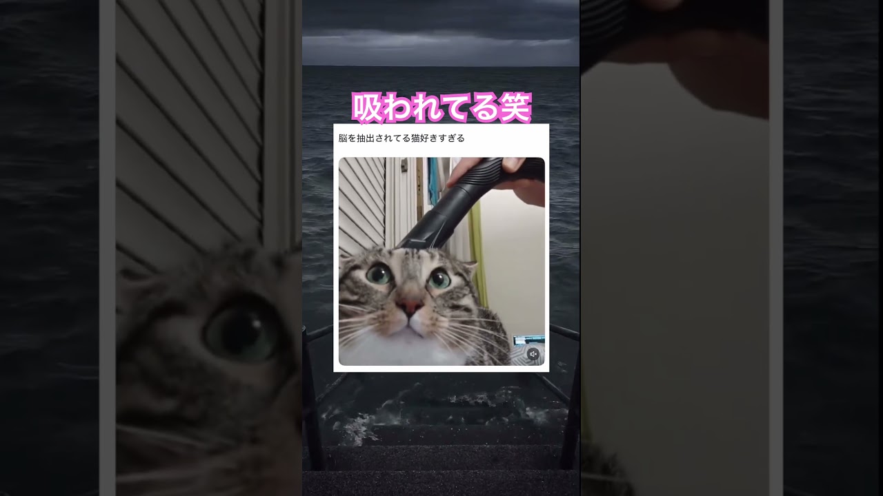 掃除機嫌いじゃない子めずらし #shorts#tiktok#Twitter#おもしろ#お笑い#おすすめ#猫 #面白い#おもしろ動画#爆笑#バズれ