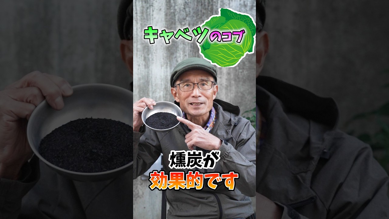 家庭菜園や農園のキャベツ栽培で根にコブがあったら燻炭で対策！【農家直伝】#shorts