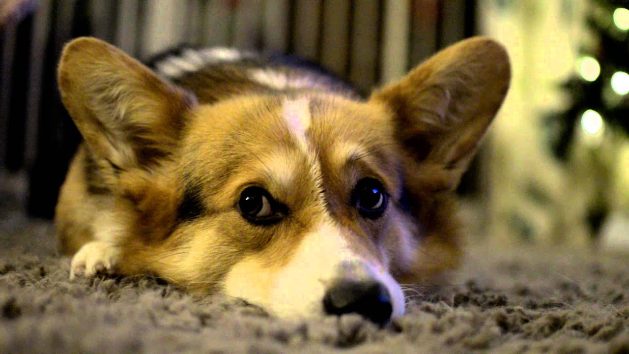 Nikon D5100 64mbps Alpha Firmware test. Low Light 1000 ISO - YouTube