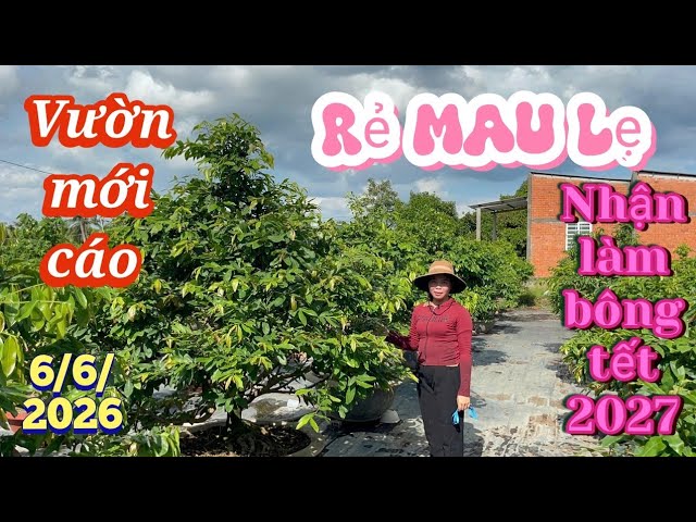 June 6, 2026 ☎️ 0703698596 Hoang Duy 👉 Cheap yellow apricot