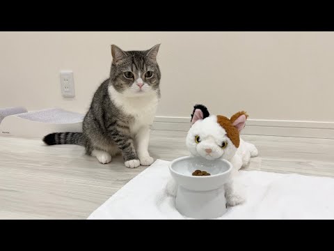 知らない猫に自分のご飯を食べられてたら猫がこうなりましたw