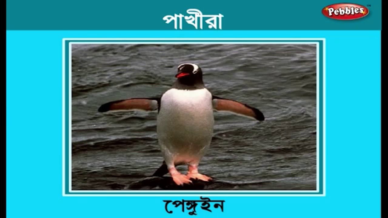 Learn Birds in Bengali Learn Bengali Learn Bengali For Beginners