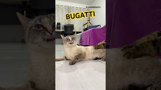 BUGATTI 🏎️💨