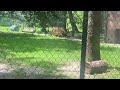 Cape may zoo Lion 🦁