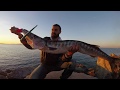 Spinning Barracuda in Topwater