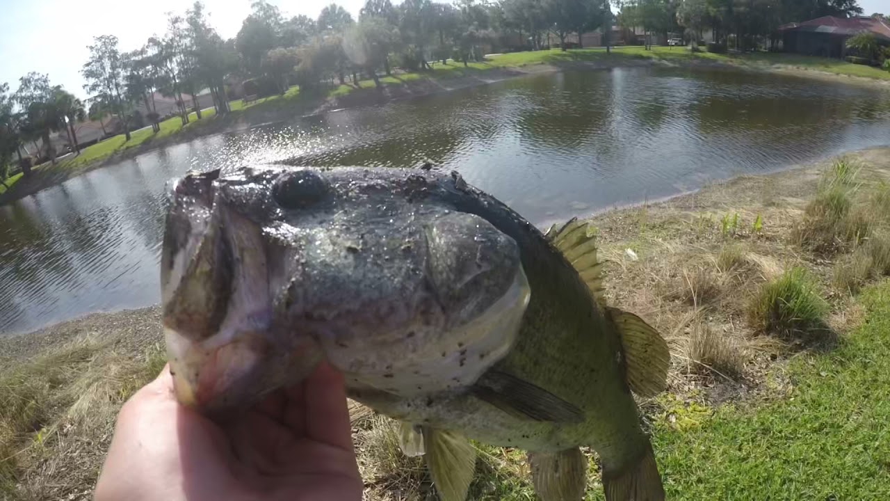 Bass fishing for big Florida bass
