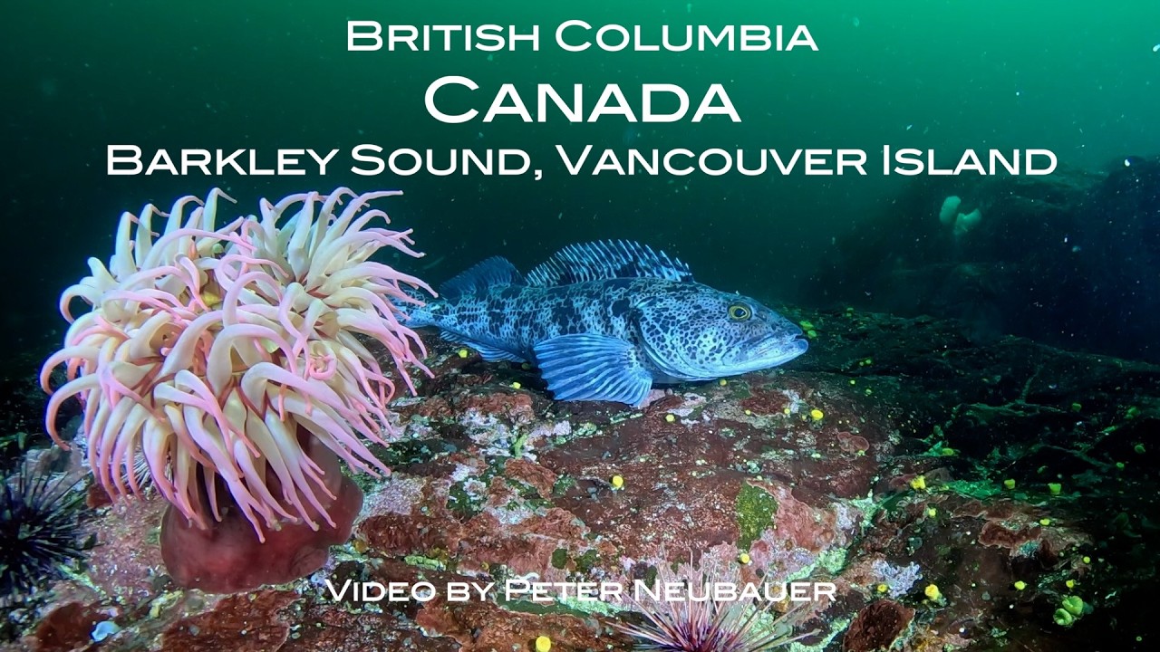 ⁣Canada, British Columbia, Vancouver Island Scuba Diving Adventure