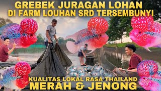 Download Lagu Inval op de LOUHAN SRD-boerderij in Juragan Louhan, de GROOTSTE LOKALE SRD GEÏMPORTEERDE SMAAK MP3 Download Lagu Inval op de LOUHAN SRD-boerderij in Juragan Louhan, de GROOTSTE LOKALE SRD GEÏMPORTEERDE SMAAK MP3