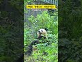 A leisurely afternoon for giant panda “Princess Xiangxiang”!#china #panda #shorts