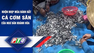 Nhộn nhịp mùa đánh bắt cá cơm săn của ngư dân Khánh Hòa     | PTQ