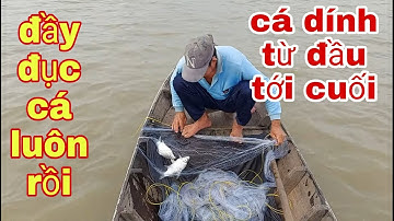 Thả Lưới Cá Mè , Cá Dính Từ Đầu Tới Cuối Thấy Phát Ham Luôn # SĂN BẮT ĐỒNG THÁP #