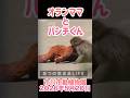 がんばれ！パンチくん【2026年5月20日】　#がんばれパンチ #市川市動植物園 #animals #ニホンザル #オランママ # #punch #animalshorts #shorts