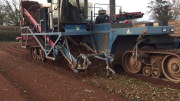 Parsnip Harvest 2016