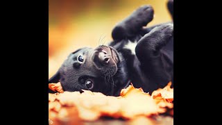 Cute Labradors #5