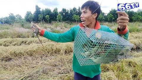 Bắt Chuột Đồng Mùa Gặt Ở Đồng Tháp #66TV #bắtcásôngtiền #mekongriverfish