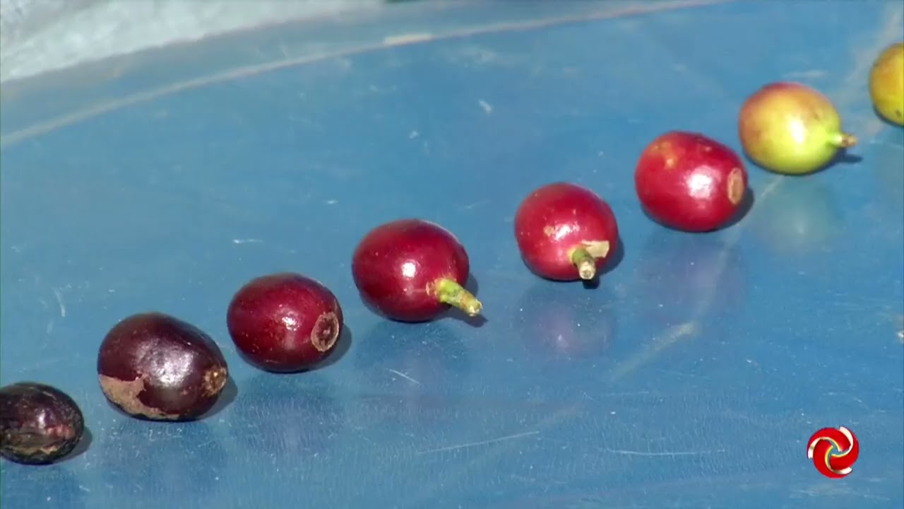 Segredos da fermentação de café que traz bons resultados